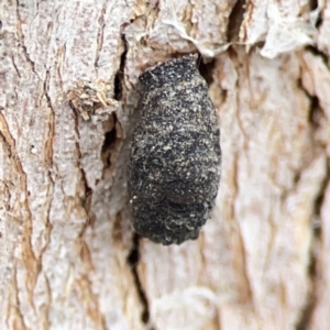 Limacodidae (family) at Casey, ACT - 4 Nov 2023 04:22 PM