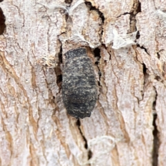 Limacodidae (family) at Casey, ACT - 4 Nov 2023 04:22 PM