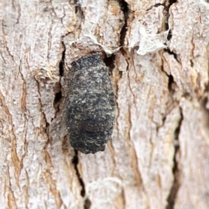 Limacodidae (family) at Casey, ACT - 4 Nov 2023 04:22 PM