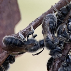 Lasioglossum (Chilalictus) lanarium at Casey, ACT - 4 Nov 2023