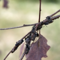 Lasioglossum (Chilalictus) lanarium at Casey, ACT - 4 Nov 2023 04:24 PM