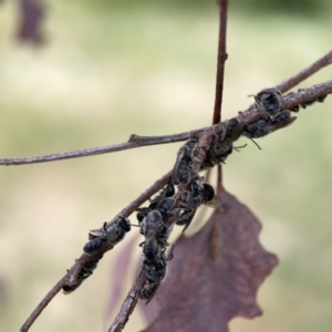 Lasioglossum (Chilalictus) lanarium at Casey, ACT - 4 Nov 2023