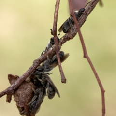 Lasioglossum (Chilalictus) lanarium at Casey, ACT - 4 Nov 2023