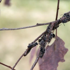 Lasioglossum (Chilalictus) lanarium at Casey, ACT - 4 Nov 2023 04:24 PM