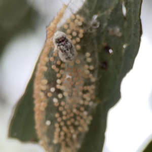 Anestia (genus) at Casey, ACT - 4 Nov 2023