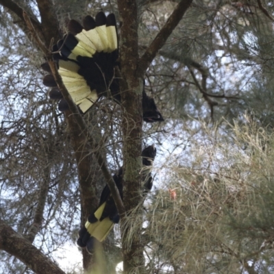 Zanda funerea (Yellow-tailed Black-Cockatoo) at Cotter Reserve - 3 Nov 2023 by RodDeb