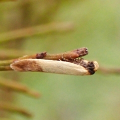 Tachystola stenoptera (A concealer moth) at Mount Painter - 4 Nov 2023 by CathB