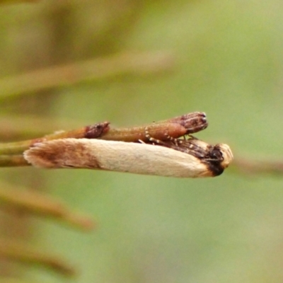 Tachystola stenoptera (Chezela Group) at Belconnen, ACT - 4 Nov 2023 by CathB