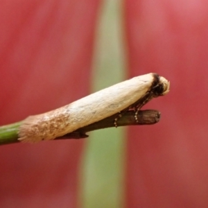 Tachystola stenoptera at Belconnen, ACT - 4 Nov 2023