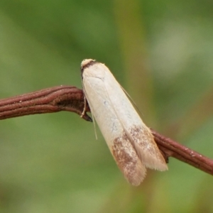 Tachystola stenoptera at Belconnen, ACT - 4 Nov 2023