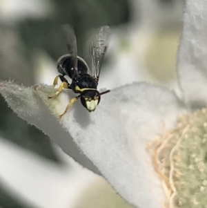 Hylaeus (Gnathoprosopis) euxanthus at Mount Annan, NSW - 12 Oct 2023