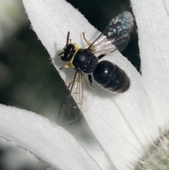 Hylaeus (Gnathoprosopis) euxanthus at Mount Annan, NSW - 12 Oct 2023