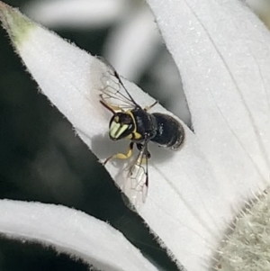 Hylaeus (Gnathoprosopis) euxanthus at Mount Annan, NSW - 12 Oct 2023