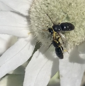 Hylaeus (Gnathoprosopis) euxanthus at Mount Annan, NSW - 12 Oct 2023