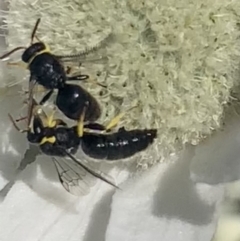 Hylaeus (Gnathoprosopis) euxanthus at Mount Annan, NSW - 12 Oct 2023