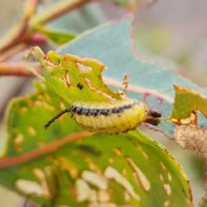 Gonipterus scutellatus at Symonston, ACT - 4 Nov 2023