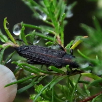 Brachytria erosa (Longhorn beetle) at  - suppressed by LisaH