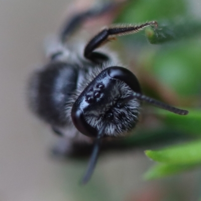 Leioproctus (Leioproctus) alleynae at Moruya, NSW - 4 Nov 2023 by LisaH