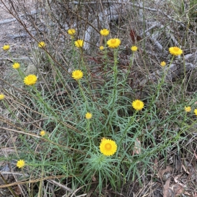 Xerochrysum viscosum (Sticky Everlasting) at Gossan Hill - 4 Nov 2023 by lyndallh