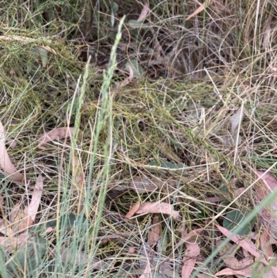 Poa sp. (A Snow Grass) at Bruce, ACT - 4 Nov 2023 by lyndallh