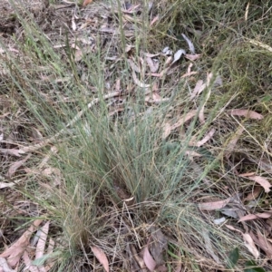 Poa sp. at Point 5827 - 4 Nov 2023