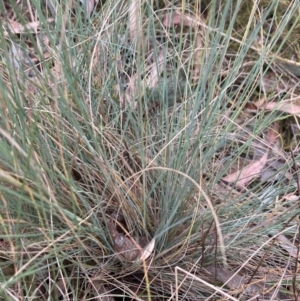 Poa sp. at Point 5827 - 4 Nov 2023