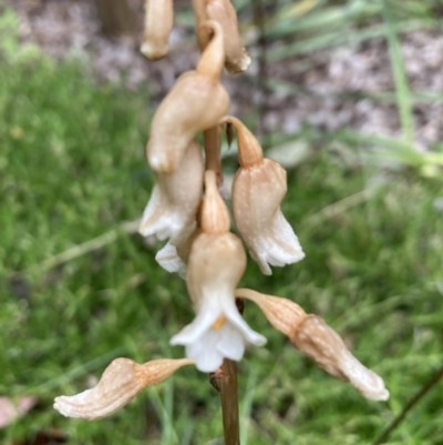 Gastrodia sesamoides (Cinnamon Bells) at Bruce, ACT - 4 Nov 2023 by lyndallh