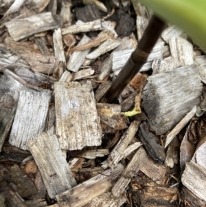 Gastrodia sesamoides at Bruce, ACT - suppressed