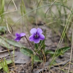 Viola betonicifolia (Mountain Violet) at Captains Flat, NSW - 4 Nov 2023 by Csteele4
