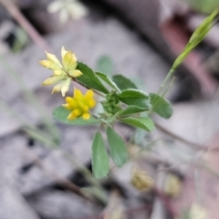 Trifolium dubium (Yellow Suckling Clover) at Captains Flat, NSW - 4 Nov 2023 by Csteele4