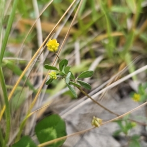 Trifolium dubium at Captains Flat, NSW - 4 Nov 2023