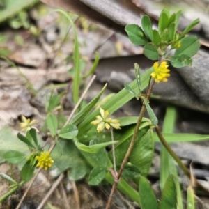 Trifolium dubium at Captains Flat, NSW - 4 Nov 2023