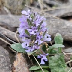 Ajuga australis (Austral Bugle) at Captains Flat, NSW - 4 Nov 2023 by Csteele4