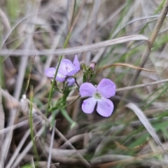 Veronica gracilis at Captains Flat, NSW - 4 Nov 2023