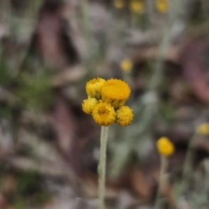 Chrysocephalum apiculatum at Captains Flat, NSW - 4 Nov 2023 06:08 PM