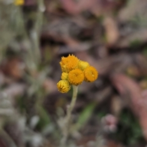 Chrysocephalum apiculatum at Captains Flat, NSW - 4 Nov 2023 06:08 PM