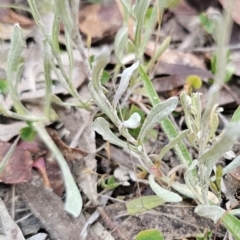 Chrysocephalum apiculatum at Captains Flat, NSW - 4 Nov 2023 06:08 PM