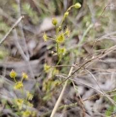 Drosera gunniana (Pale Sundew) at Captains Flat, NSW - 4 Nov 2023 by Csteele4