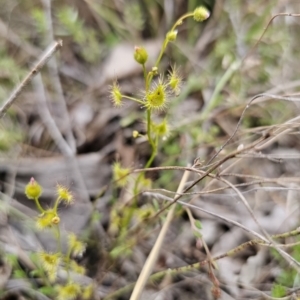 Drosera gunniana at Captains Flat, NSW - 4 Nov 2023 06:05 PM