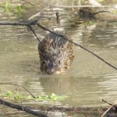 Hydromys chrysogaster (Rakali or Water Rat) at Cohuna, VIC - 28 Oct 2023 by SimoneC