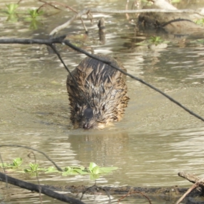 Hydromys chrysogaster (Rakali or Water Rat) at Cohuna, VIC - 29 Oct 2023 by SimoneC