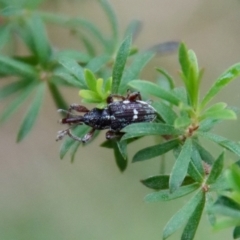 Aoplocnemis sp. (genus) (A weevil) at Moruya, NSW - 4 Nov 2023 by LisaH