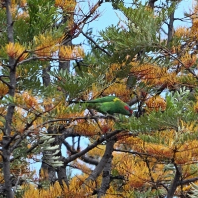 Glossopsitta concinna (Musk Lorikeet) at Tahmoor, NSW - 1 Nov 2023 by Freebird