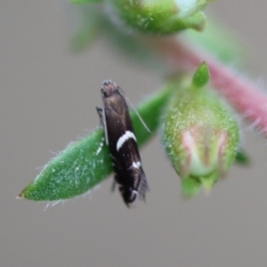 Glyphipterix acinacella (A Gem moth (Gliphypterigidae)) at Moruya, NSW - 4 Nov 2023 by LisaH