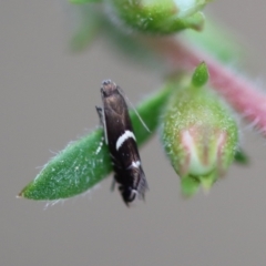 Glyphipterix phosphora at Moruya, NSW - 4 Nov 2023 by LisaH