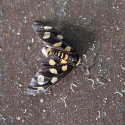 Amata (genus) at Moruya, NSW - 4 Nov 2023 by LisaH