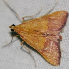 Endotricha pyrosalis (A Pyralid moth) at Sheldon, QLD - 28 Oct 2007 by PJH123