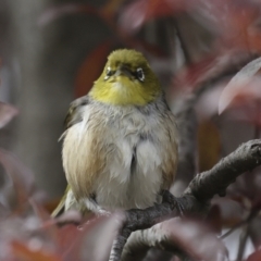 Zosterops lateralis (Silvereye) at Higgins, ACT - 27 Oct 2023 by AlisonMilton