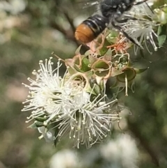 Megachile (Hackeriapis) rhodura (A Resin Bee) at Mount Annan, NSW - 20 Oct 2023 by JudeWright