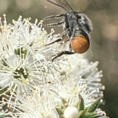 Megachile (Hackeriapis) rhodura at Mount Annan, NSW - 20 Oct 2023